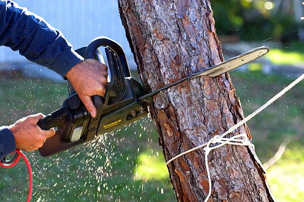 Trusted Parker, FL Tree Removal Services Experts