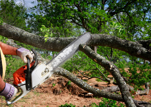 Best Tree Trimming and Pruning  in Parker, FL